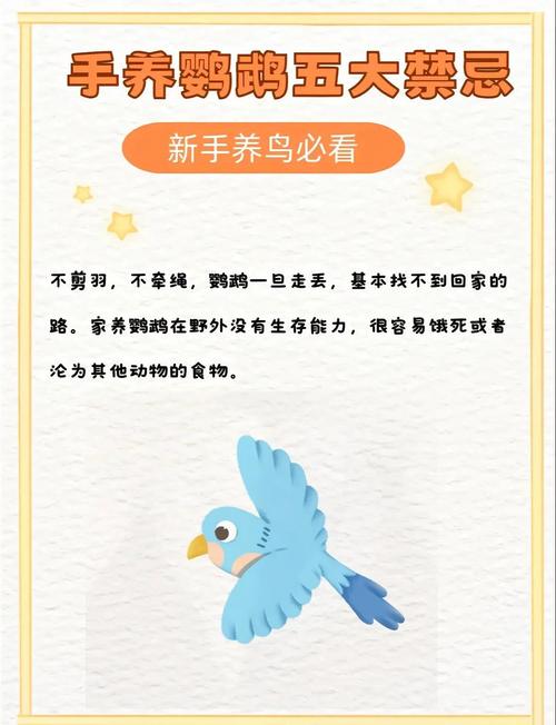 养鹦鹉对家居风水真的有影响吗？这其中的奥秘又是什么呢？