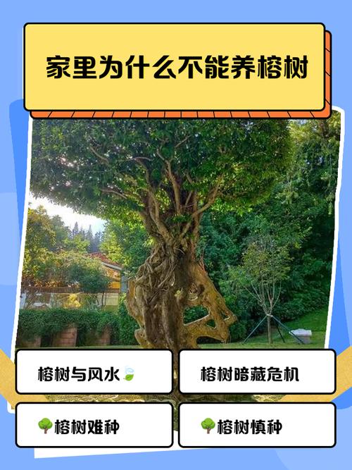 墙边树桩对家居风水有何具体影响？