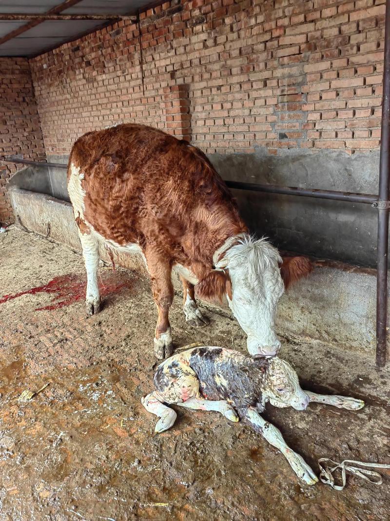 初生小牛命最大，黄牛产前有何征兆？
