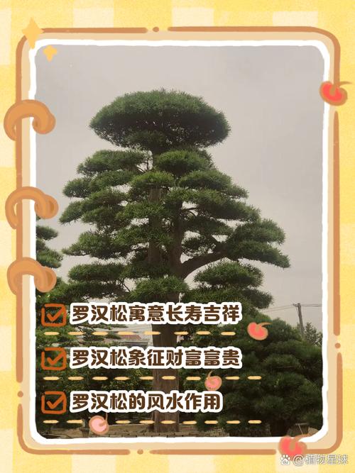 松树分叉处对风水有何影响？