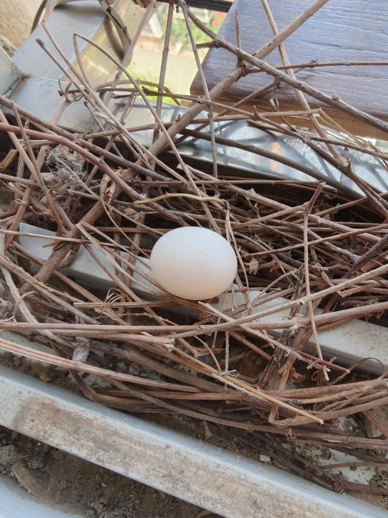 破坏鸟窝对家居风水有影响吗？