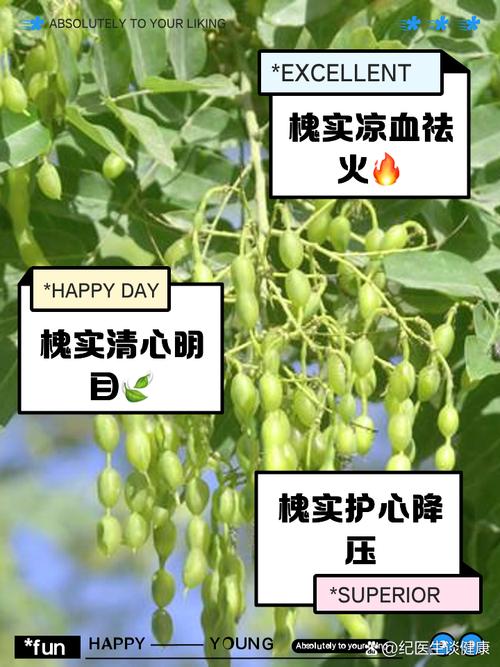 国槐真的具有风水功效，这是否意味着它对家居环境有特殊影响呢？