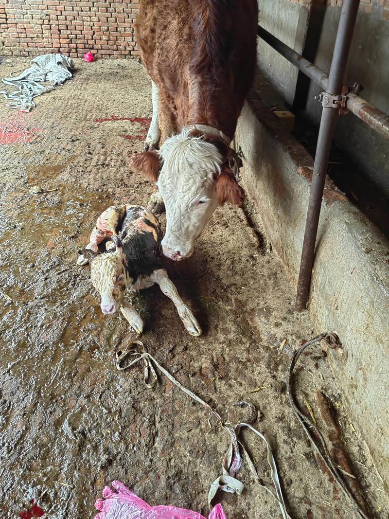 初生小牛命最大，黄牛产前有何征兆？