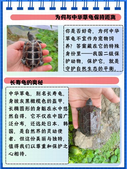 为什么风水龟不能喂食活物，这样做有什么讲究或禁忌？