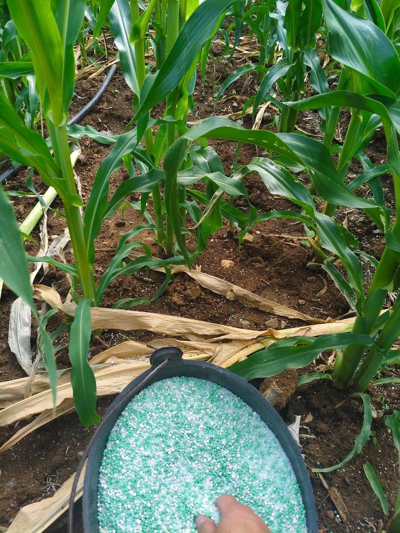 家里种包谷风水怎么样，适合我家吗？