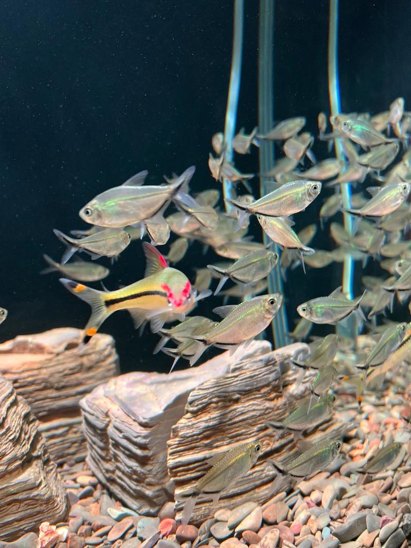 一眉道人鱼究竟算不算风水鱼呢？