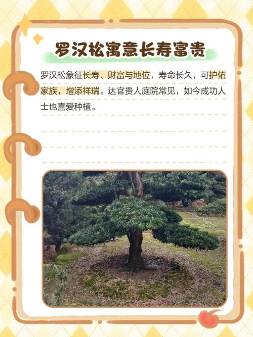 家里种植松树会对风水产生哪些具体影响？