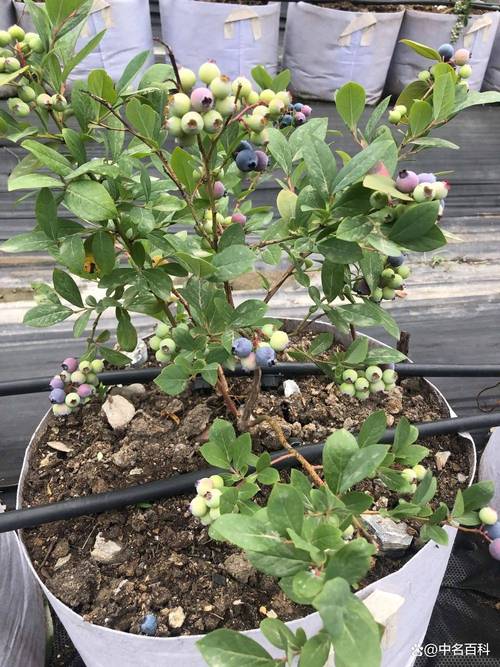 在家种植蓝莓会对住宅风水产生怎样的影响呢？