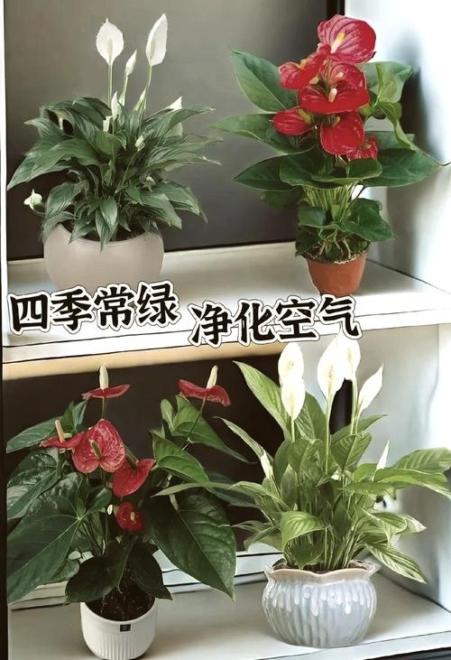 红掌和白掌在风水上是否具有相同的摆放禁忌？