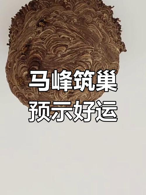 马蜂建巢的位置与当地风水环境之间是否存在某种关联？