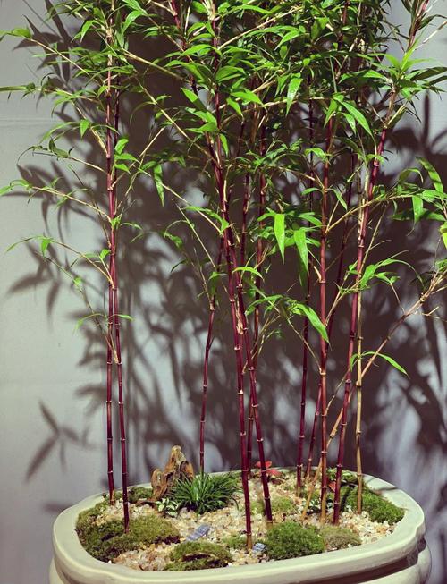 紫竹在风水布局中是否具有特定的应用价值？