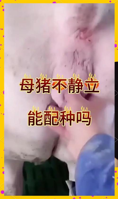 养母猪的风水说法有哪些讲究？