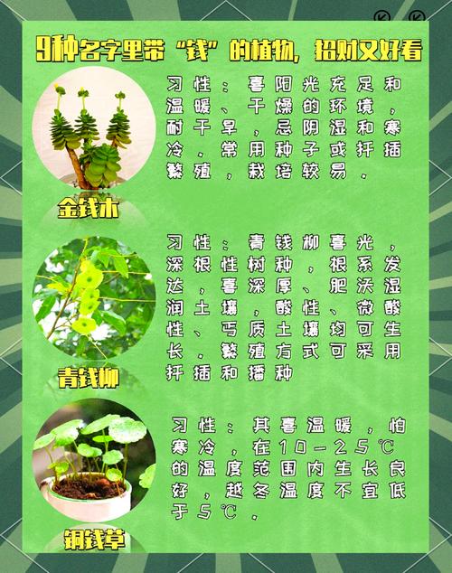 海中金命适合种植哪些植物？吉利数字是什么？