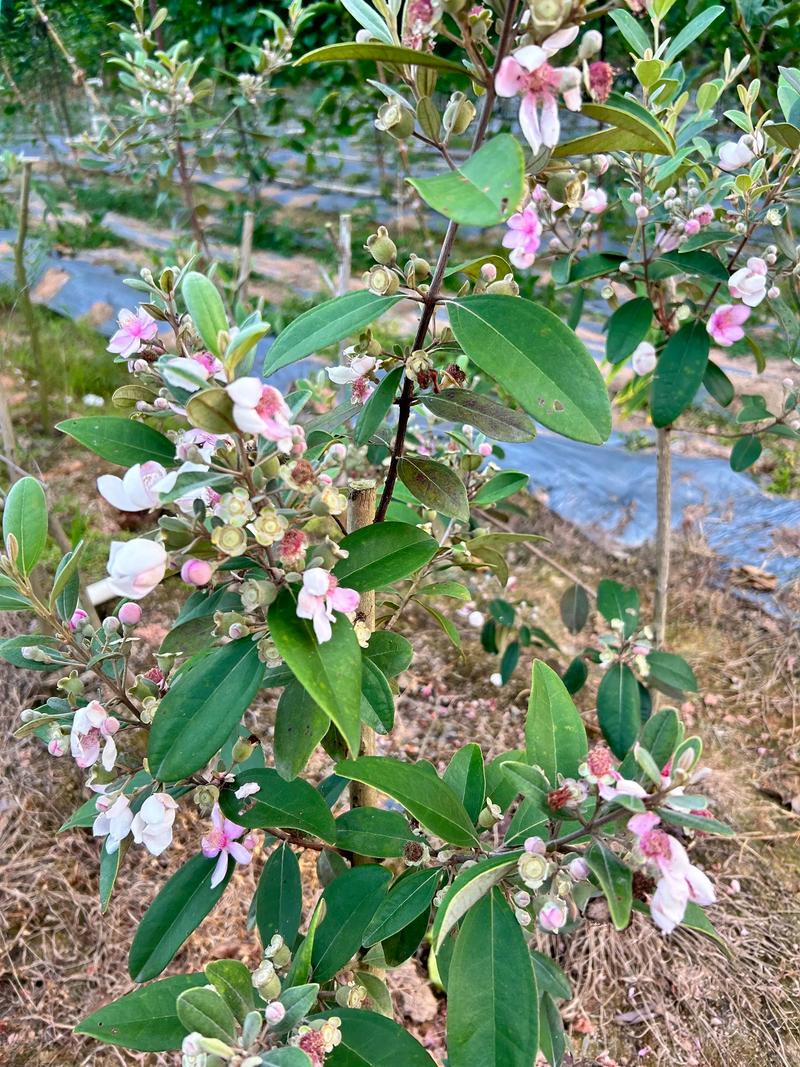 门口边院适合种植桃金娘吗？风水上有没有什么讲究？