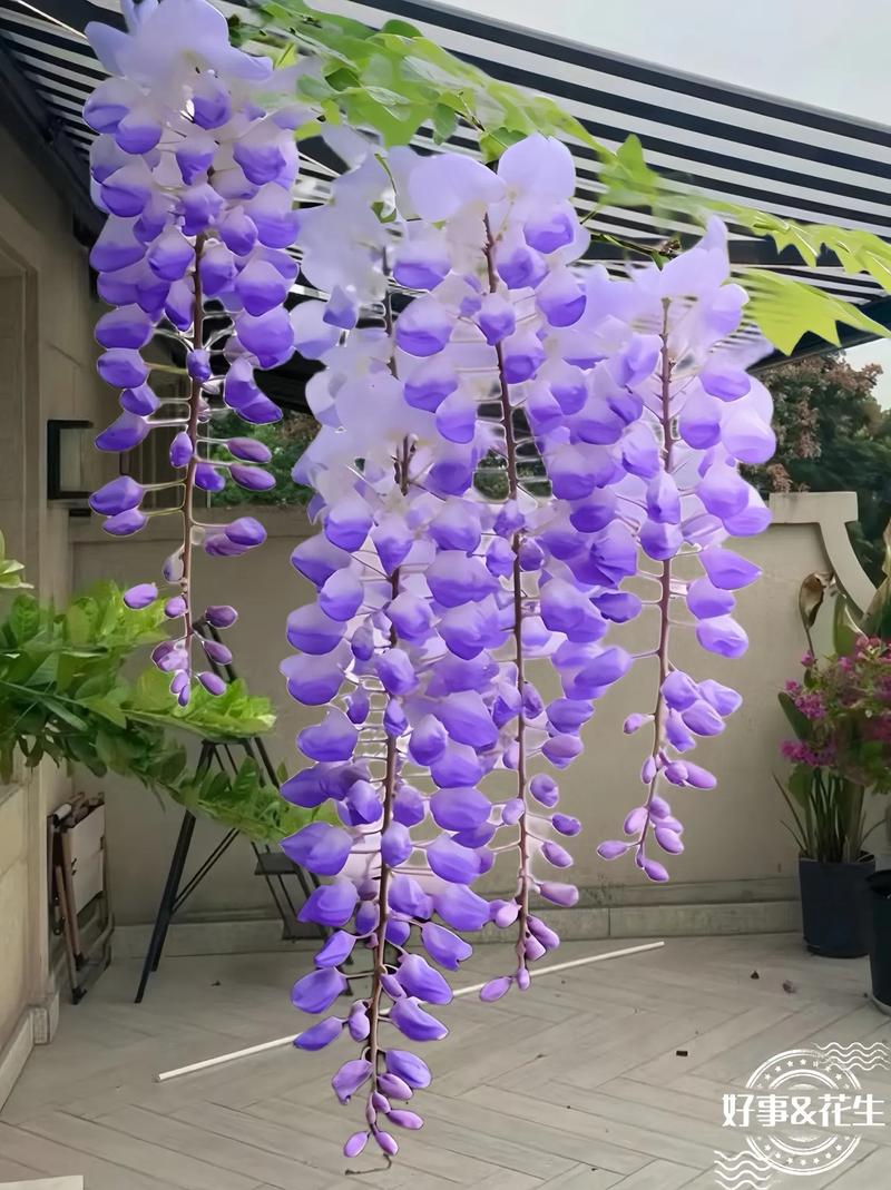 阳台适合种植紫藤吗？这样的风水布局是否吉利？