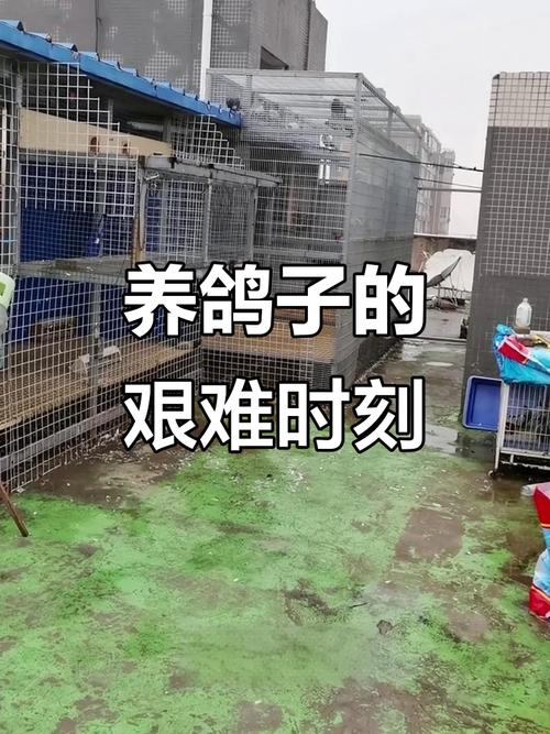 楼顶养鸽子对住宅风水有影响吗？