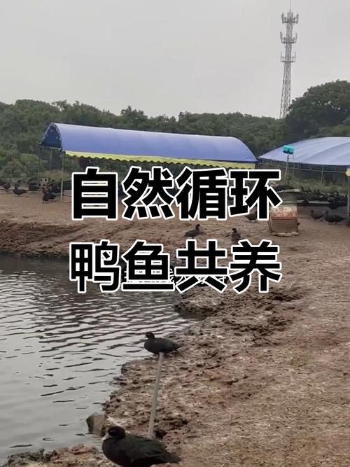 风水鱼塘能否同时养鸭子，实现鱼鸭共生的生态效益？