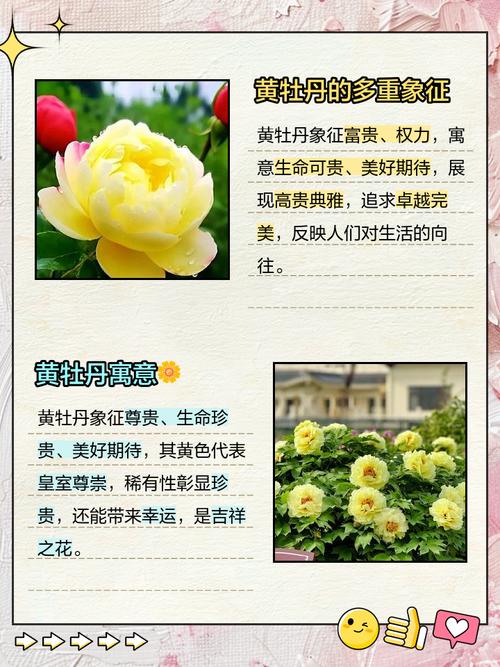 牡丹花命代表什么，五行属什么？