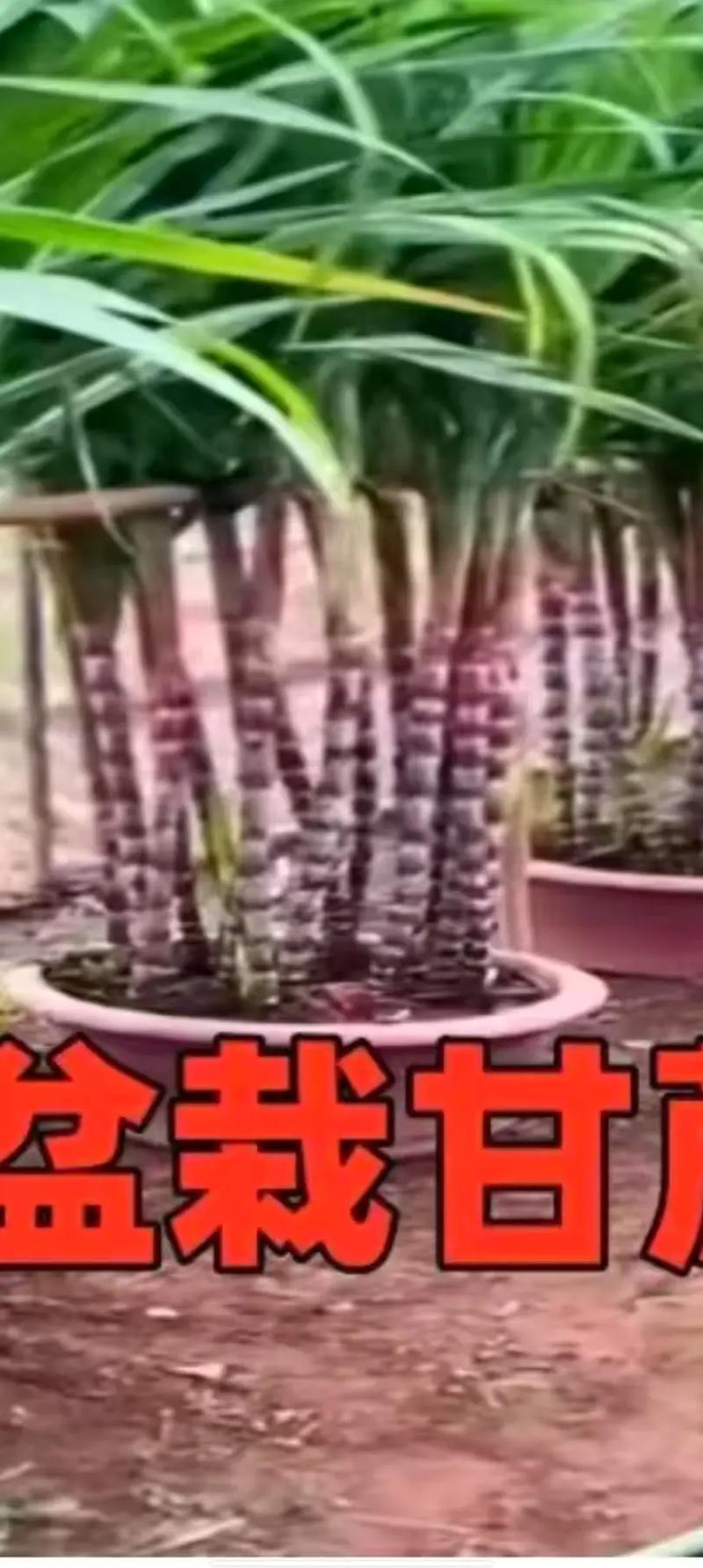 甘蔗种植对家居风水有何具体影响？