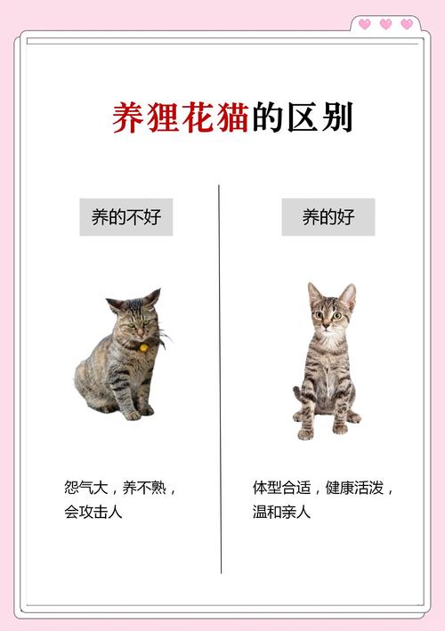 养两只狸花猫真的会对家中的风水产生不良影响吗？