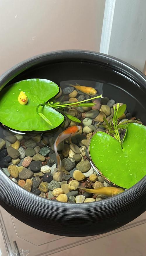 大缸养鱼的风水如何调整才嫩梗好地招财？