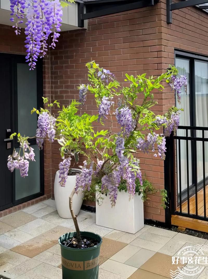 阳台适合种植紫藤吗？这样的风水布局是否吉利？