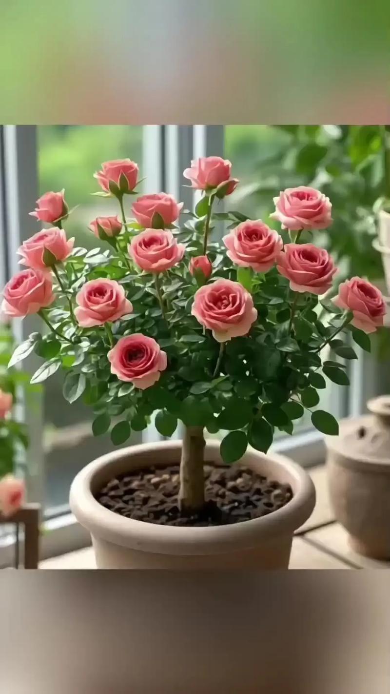 阳台种植玫瑰花会对家居风水产生哪些不利影响？