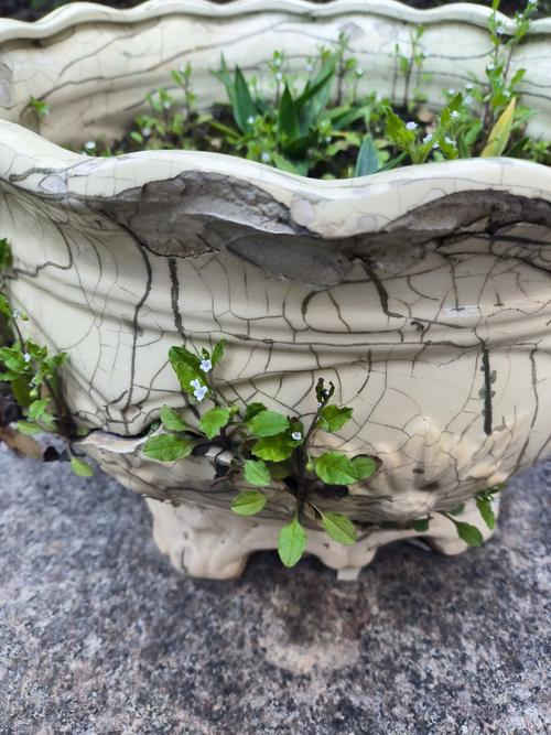 花盆破裂对家居风水有影响吗？