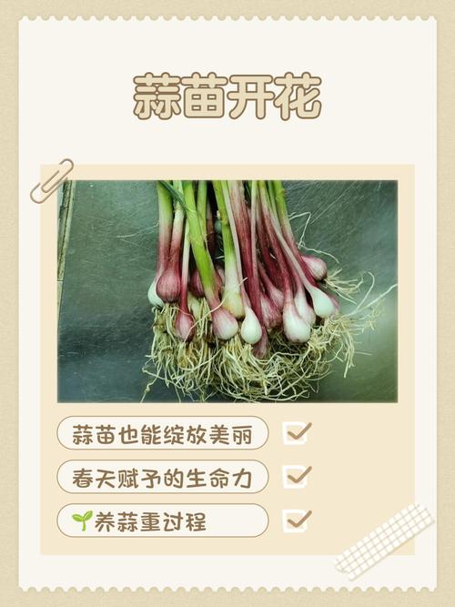 大蒜开花的风水讲究有哪些？