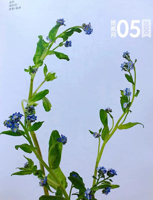 延命草和勿忘我分别是什么味道或香味？