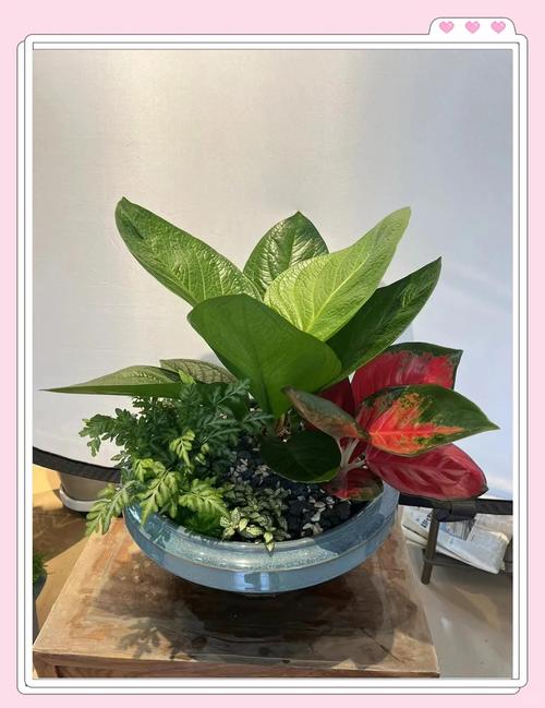 花盆形状对家居风水有何具体影响？