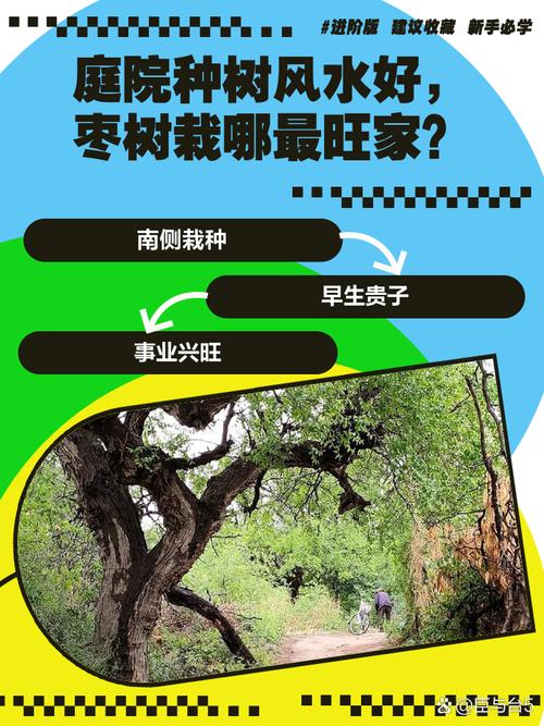 枣子树种植在住宅附近会对家庭风水产生怎样的影响呢？