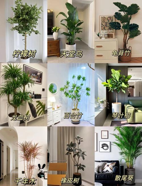 客厅摆放风水植物有什么注意事项？