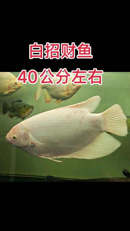 招财战船作为风水鱼，其摆放位置有何讲究？