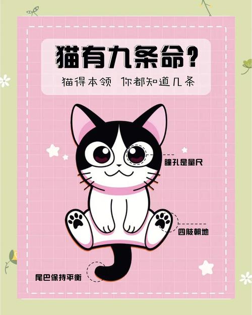猫有九条命，那比猫多的命是几条？七条还是九条？