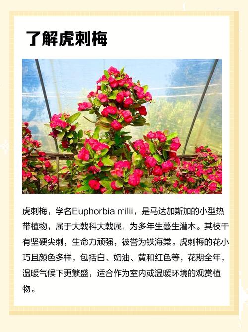 刺梅种植在房屋周围会对风水产生怎样的影响呢？