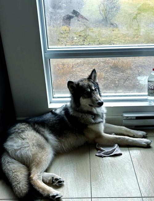 家里摆放狼是否会影响风水，适宜吗？