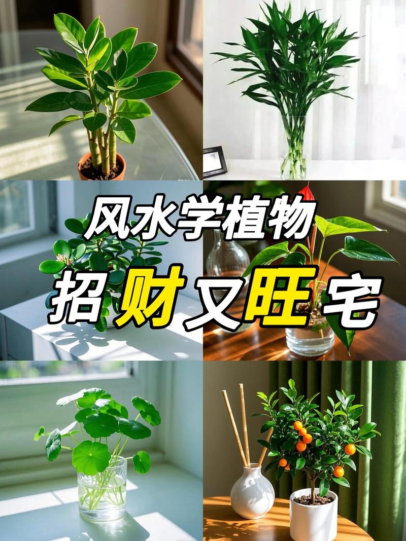 家里适合种植植物吗？这样的风水布局是否吉利？