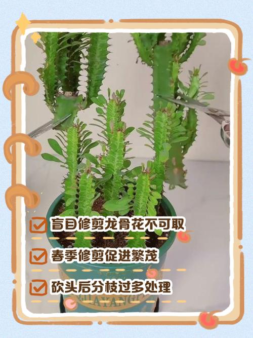 切花修剪对家居风水有影响吗？如何避免不良影响？