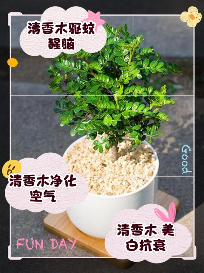 清香木的风水功效有哪些具体表现？