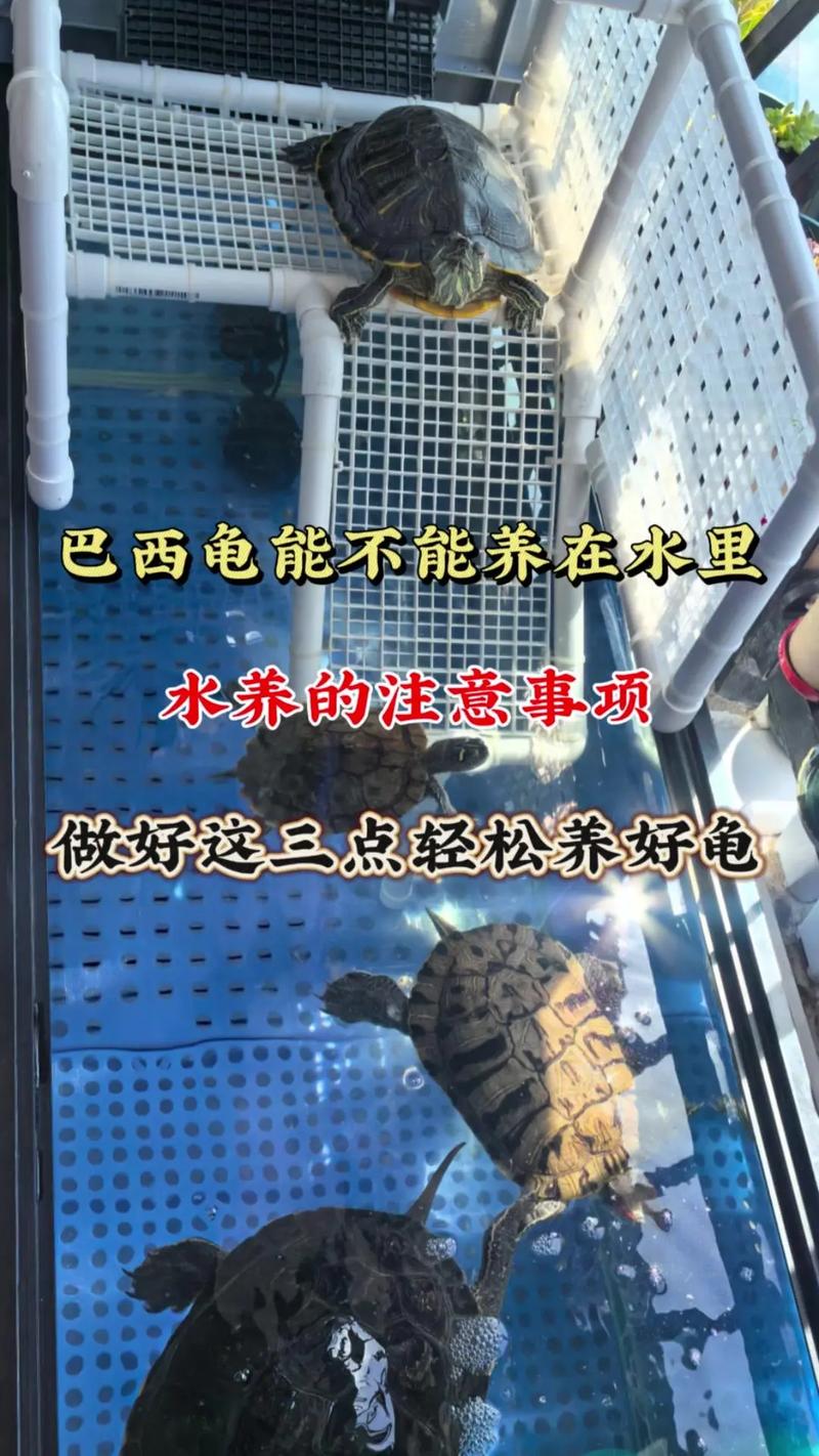 家里养巴西龟对风水有怎样的影响或作用呢？