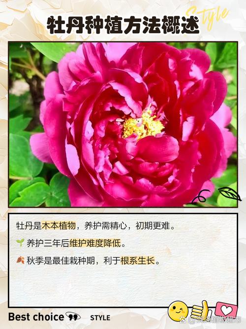 牡丹种植需要注意哪些风水讲究？