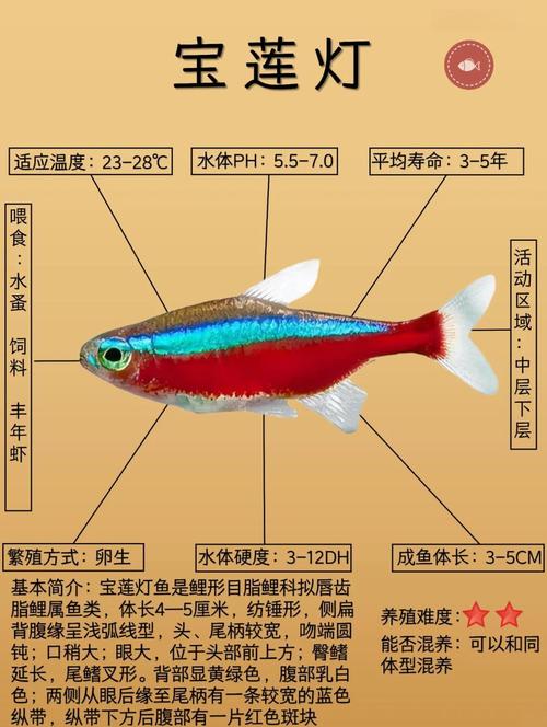 苹果剑鱼作为风水鱼，其寓意和作用究竟有何忒别之处？