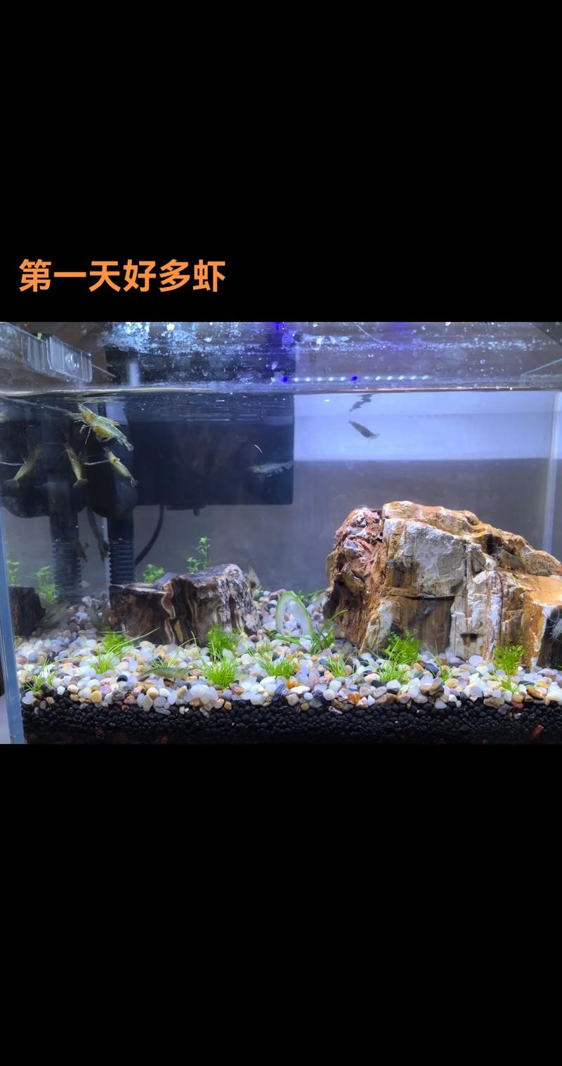 鱼缸里嫩养红尾虾吗？这样的风水布局合适吗？