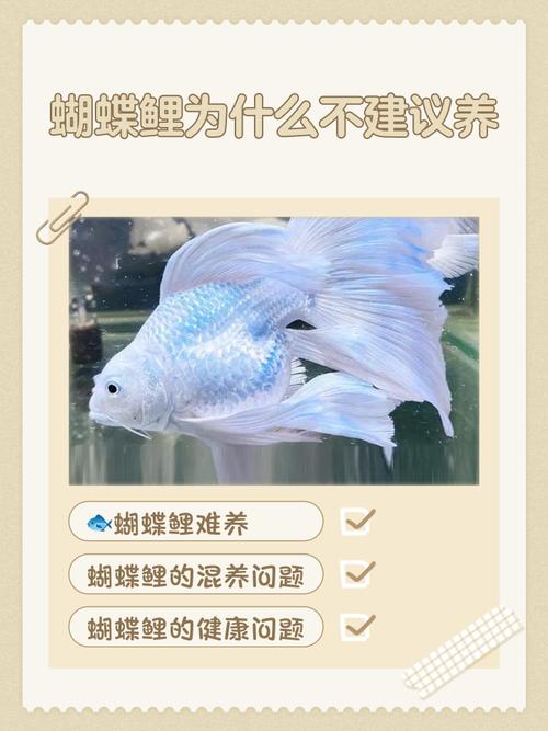 什么命的人最适合养鱼能带来好运，而哪些命的人不宜养鱼会导致运势不佳？