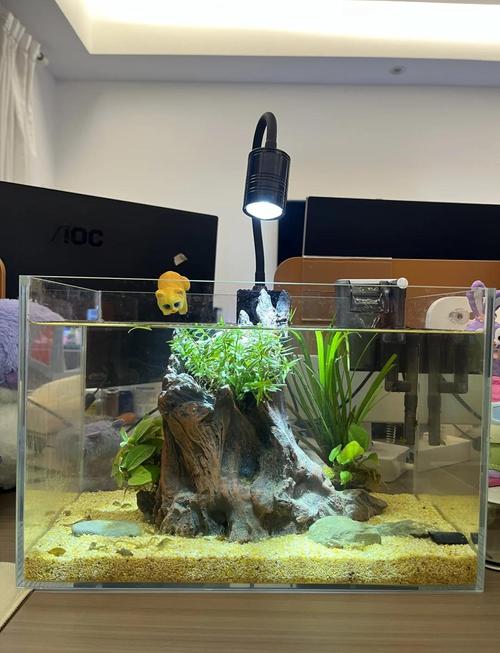 天台鱼缸养鱼会对家居风水产生怎样的影响呢？