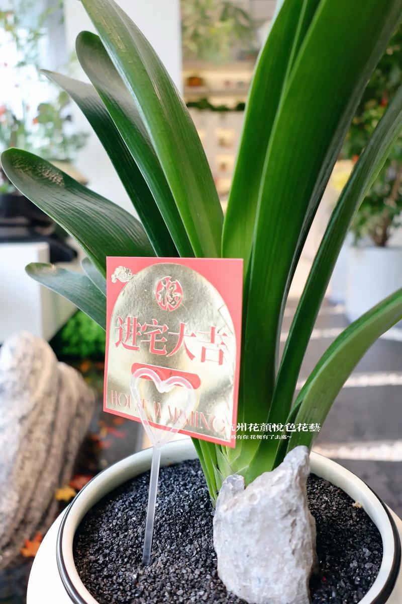 家里种植君子兰有哪些风水讲究需要注意？