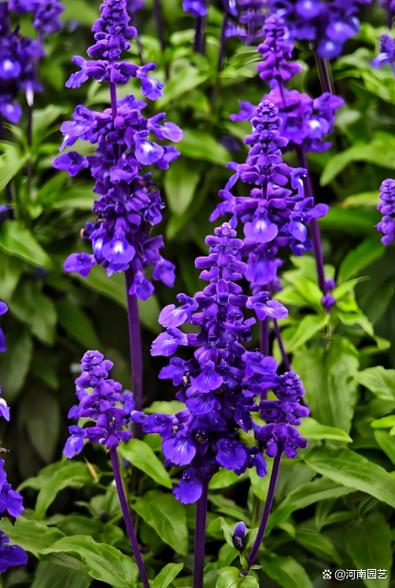 干薰衣草摆放在家中对风水有何具体影响？