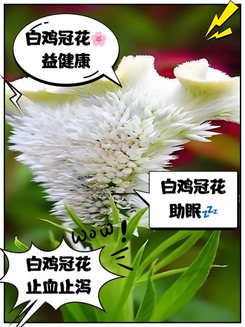 为什么在风水上养白色花被认为是有好处的呢？