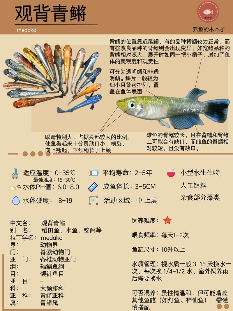 观背青鳉鱼作为风水鱼，其寓意和作用究竟有何特别之处？
